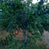 kopyfood 12